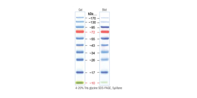 Seperate Protein Gels Faster