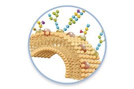 GlycanPac_AXH-1